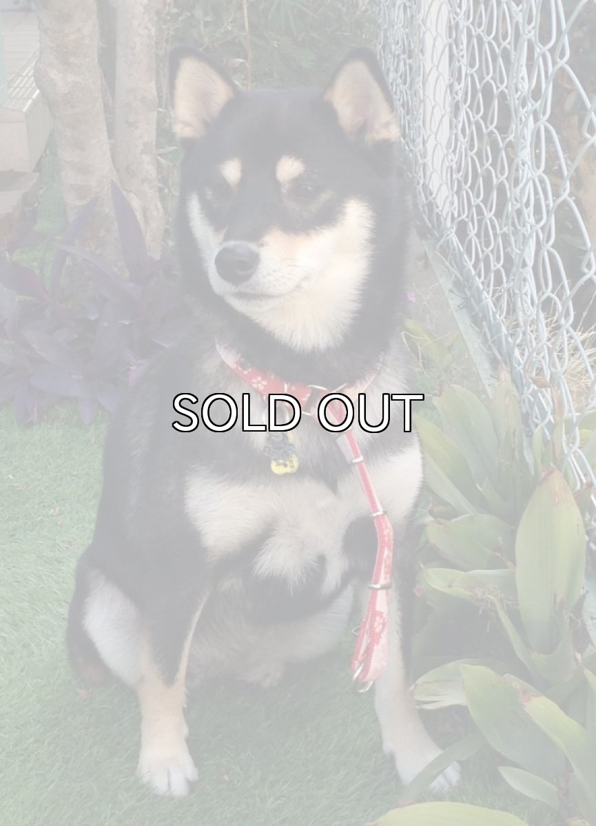 画像1: シータちゃん専用 (1)