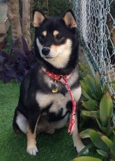 画像1: シータちゃん専用 (1)